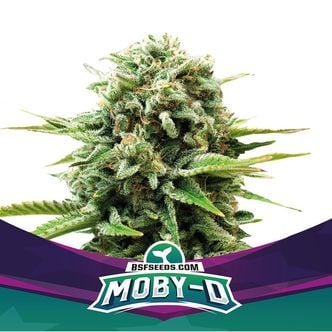 Moby-D (BSF Seeds) feminizada