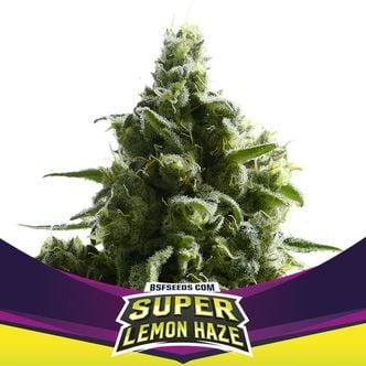 Super Lemon Haze (BSF Seeds) feminizada
