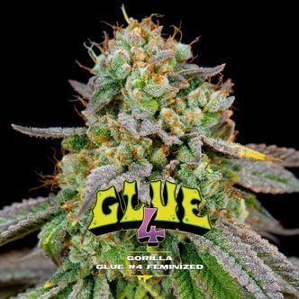 GG#4 (BSF Seeds) feminizada