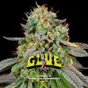 GG#4 (BSF Seeds) feminizada