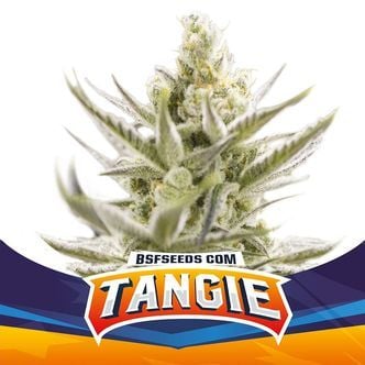 Tangie XXL Auto (BSF Seeds) feminizada