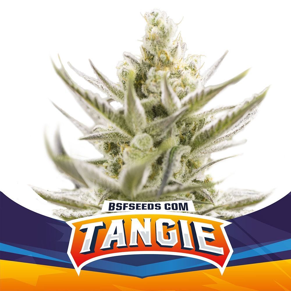 bsf-seeds-tangie-xxl-Auto-