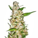 Skunk 1 Automatic (White Label) feminizada