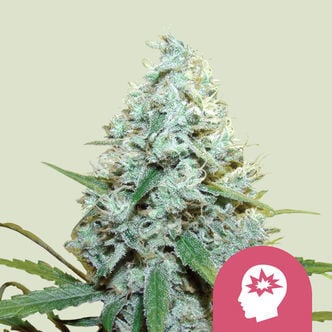 AMG - Amnesia Mac Ganja (Royal Queen Seeds) feminizada