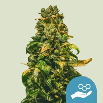 Solomatic CBD (Royal Queen Seeds) feminizada