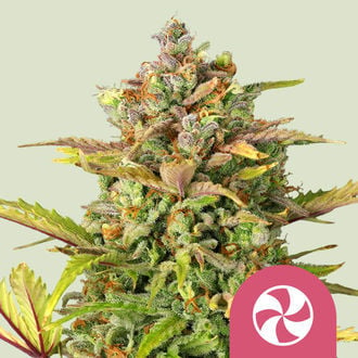 Sweet ZZ (Royal Queen Seeds) feminizada