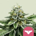 Sherbet Queen (Royal Queen Seeds) feminizada