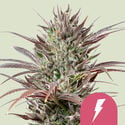 North Thunderfuck (Royal Queen Seeds) feminizada