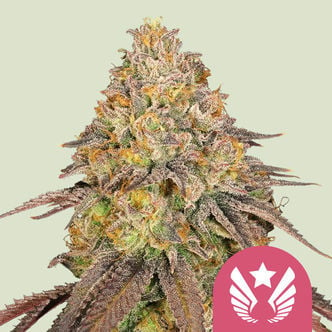 Legendary OG Punch (Royal Queen Seeds) feminizada