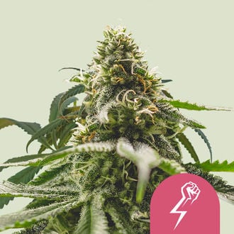 Green Crack Punch (Royal Queen Seeds) feminizada