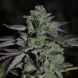 Chempie (Ripper Seeds) feminizada