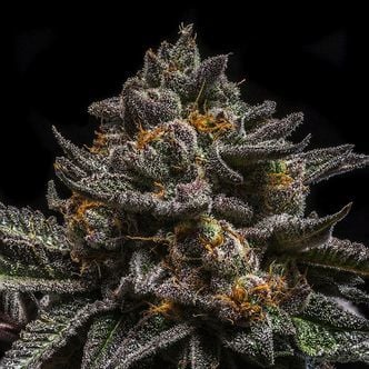 Brain Cake (Ripper Seeds) feminizada