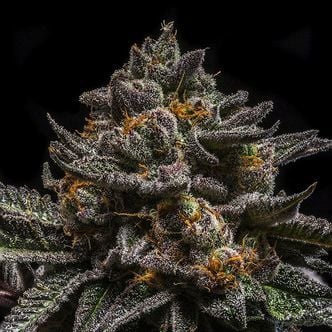 Brain Cake (Ripper Seeds) feminizada