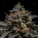 Brain Cake (Ripper Seeds) feminizada