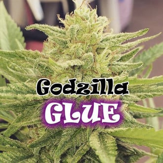 Godzilla Glue (Dr. Underground) feminizada