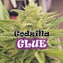 Godzilla Glue (Dr. Underground) feminizada