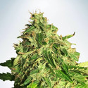 Auto Cannabis Light (Ministry of Cannabis) feminizada