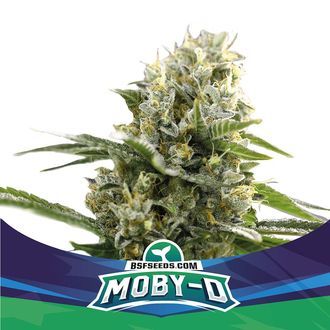 Moby-D XXL Auto (BSF Seeds) feminizada