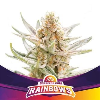 Rainbows (BSF Seeds) feminizada