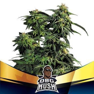 OBG Kush (BSF Seeds) feminizada