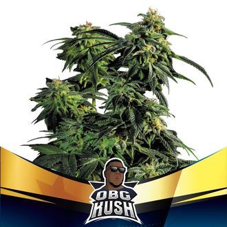 OBG Kush (BSF Seeds) feminizada