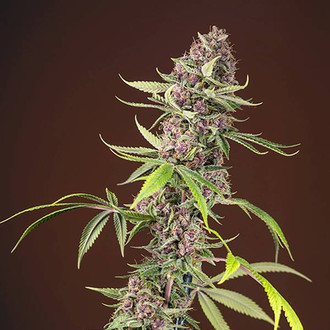 Red Mandarine F1 Fast Version (Sweet Seeds) feminizada