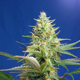 Sweet Pure Auto CBD (Sweet Seeds) feminizada