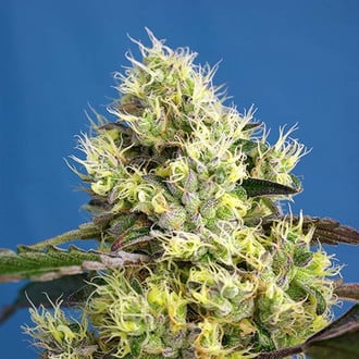 Sweet Gelato Auto (Sweet Seeds) feminizada