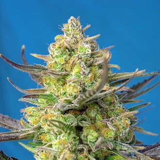 Sweet Cheese XL Auto (Sweet Seeds) feminizada