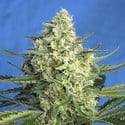 Jack 47 XL Auto (Sweet Seeds) feminizada