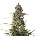 Prima Holandica (Super Sativa Seed Club) regular