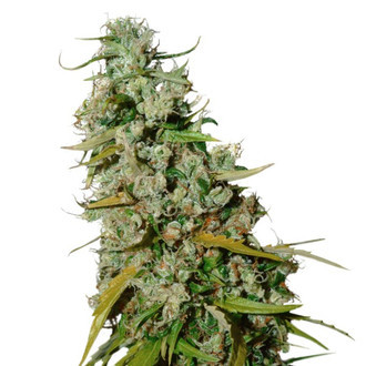 Kees’ Old School Haze (Super Sativa Seed Club) regular