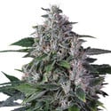 Karel's Haze (Super Sativa Seed Club) regular