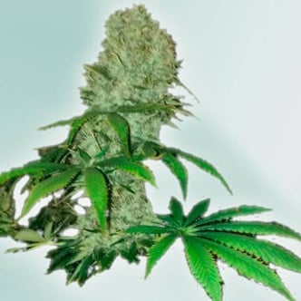 Cure CBD (VIP Seeds) feminizada