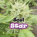 Soul Star (Dr. Underground) feminizada