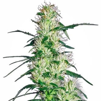 Purple Haze (White Label) feminizada