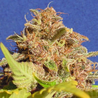 Wedding Cake Auto (Original Sensible) feminizada