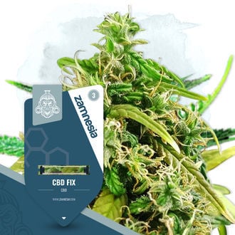 CBD Fix (Zamnesia Seeds) Feminizada