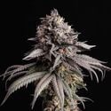 Gelato-K (Kannabia) feminizada