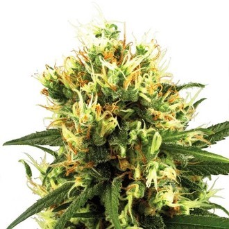 White Haze Automatic (White Label) feminizada