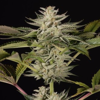 Ocean Grown Cookies (Dinafem) feminizada