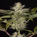 Ocean Grown Cookies (Dinafem) feminizada