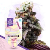 Gelato (Zamnesia Seeds) feminizada