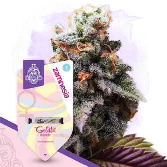 Gelato (Zamnesia Seeds) feminizada