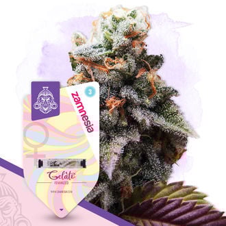 Gelato (Zamnesia Seeds) feminizada