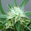 Blue Dream (Artizen) feminizada