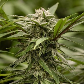Ewok (Dawg Star) feminizada