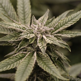 Critical Purple Kush (Dawg Star) feminized