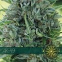 AK-49 (Vision Seeds) feminizada