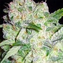 AK-49 (Vision Seeds) feminizada